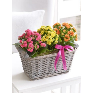 Kalanchoe Basket