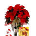 Poinsettia Wine & Panettone