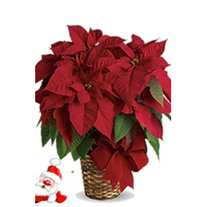 Red Poinsettia Plant