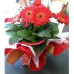 Gerbera Plant